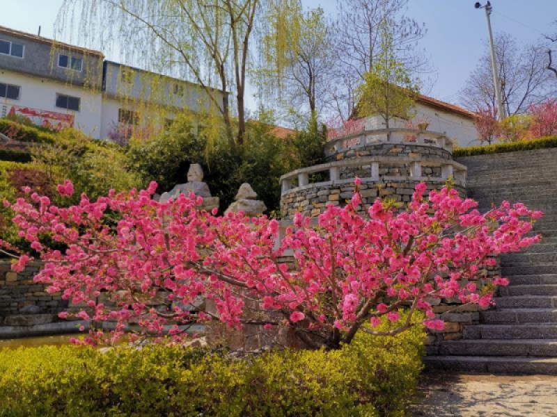 走向我们的小康生活｜山东潍坊青州市王府街道凤山村：凤凰台上凤凰游