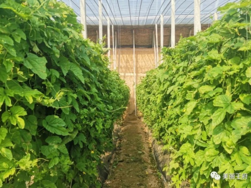 王府街道凤山村：蔬菜大棚里的好春景