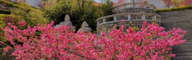 走向我们的小康生活｜山东潍坊青州市王府街道凤山村：凤凰台上凤凰游