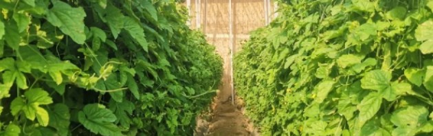 王府街道凤山村：蔬菜大棚里的好春景